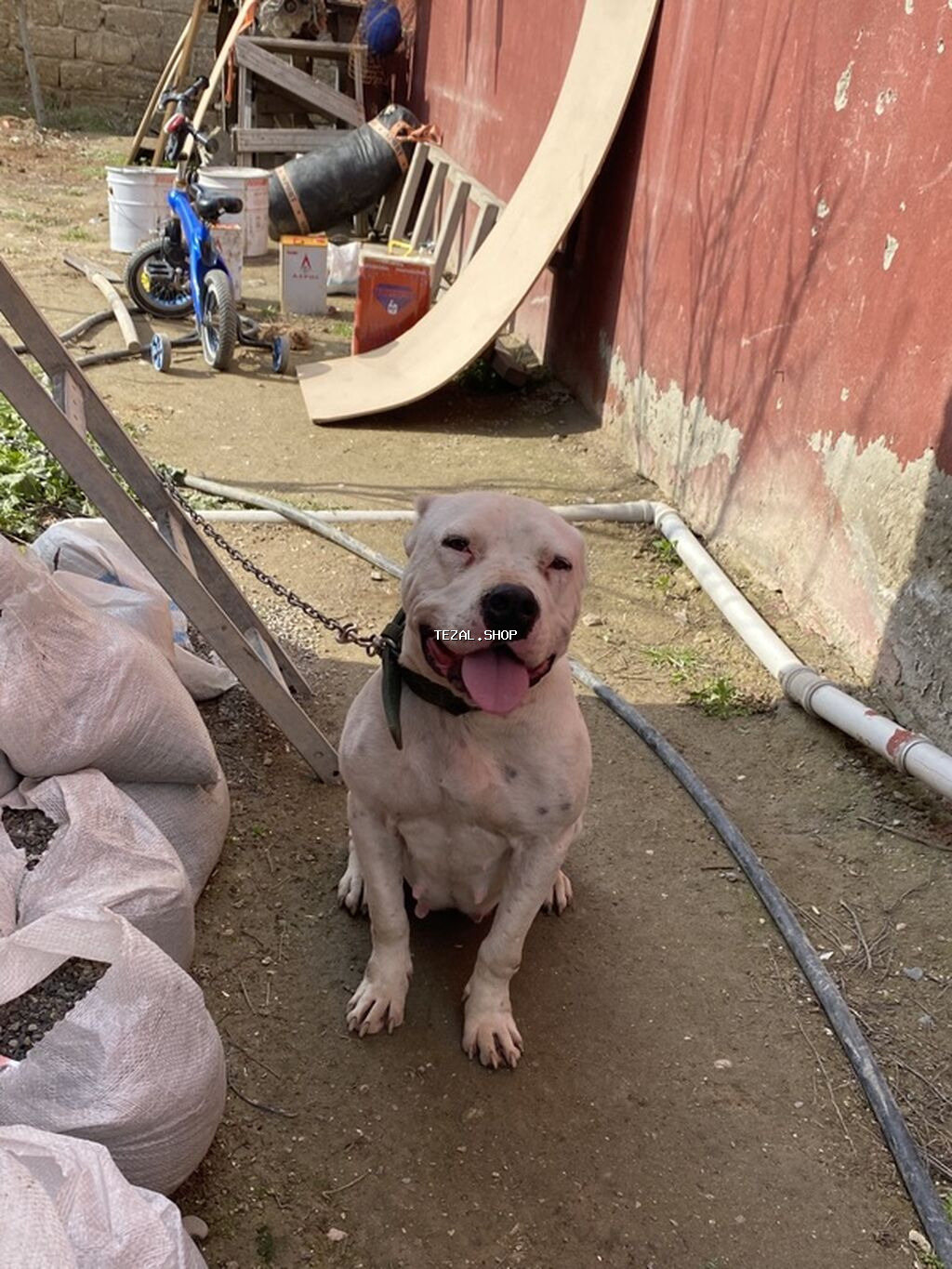 Pitbul, 3 il, Dişi, Peyvəndli, Ünvandan götürmə - şəkil 2