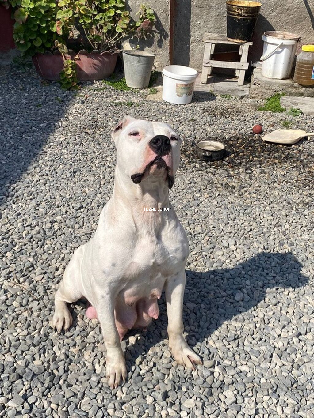 Pitbul, 3 il, Dişi, Peyvəndli, Ünvandan götürmə - şəkil 3