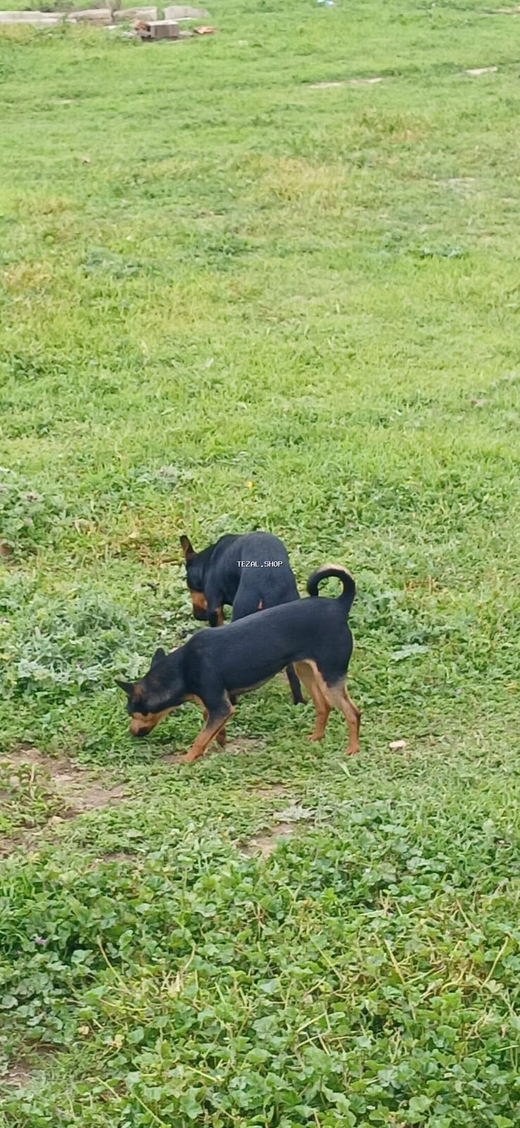 Miniatür pinçer, 7 ay, Erkek