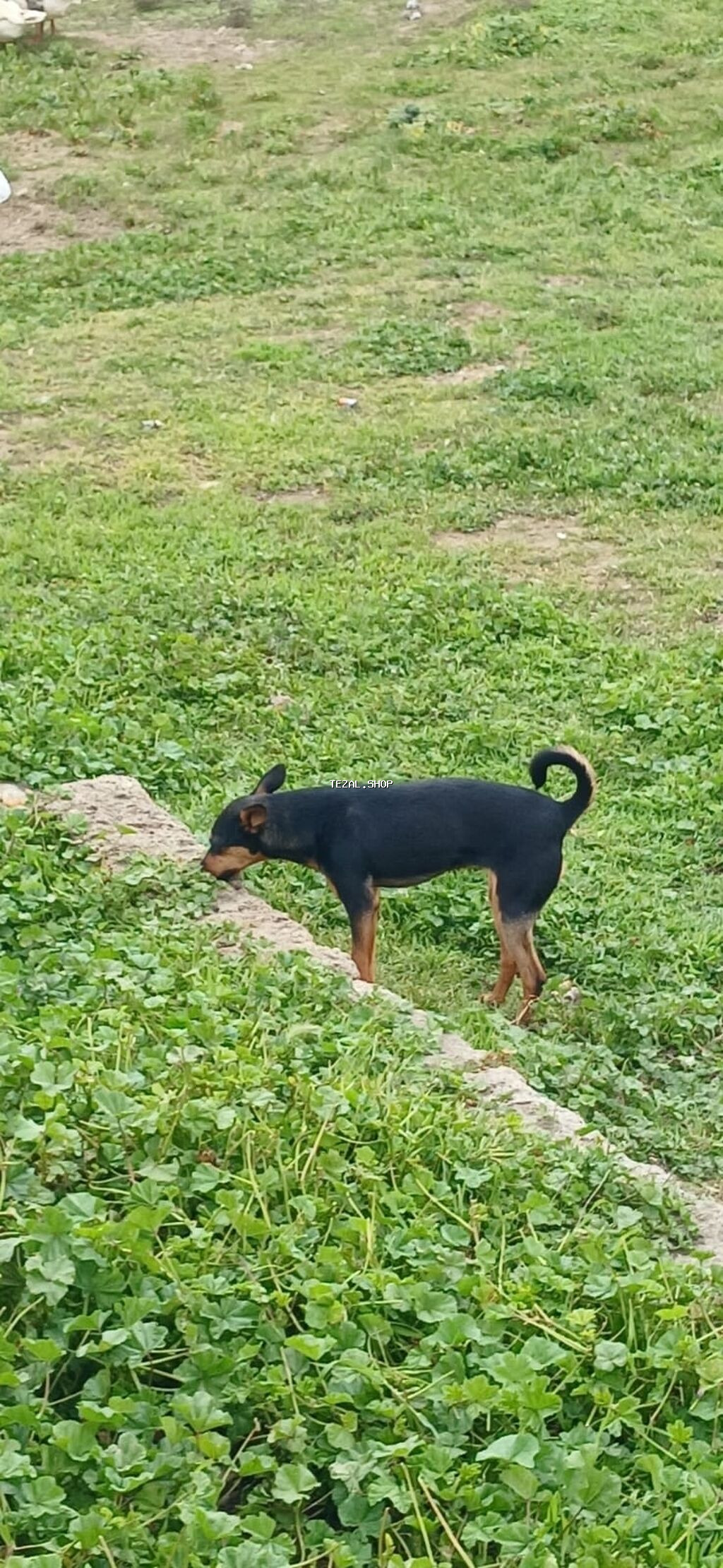 Miniatür pinçer, 7 ay, Erkek - şəkil 2