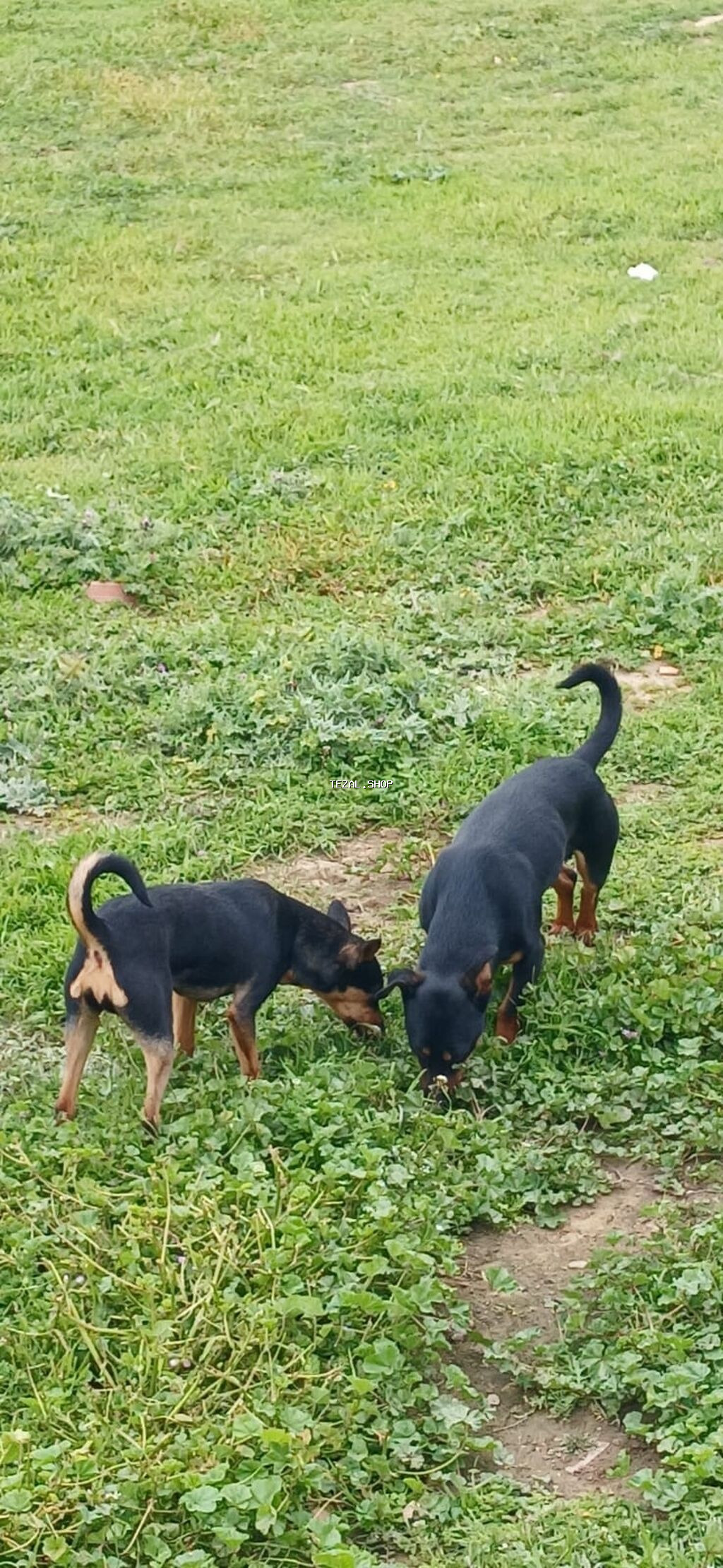 Miniatür pinçer, 7 ay, Erkek - şəkil 3