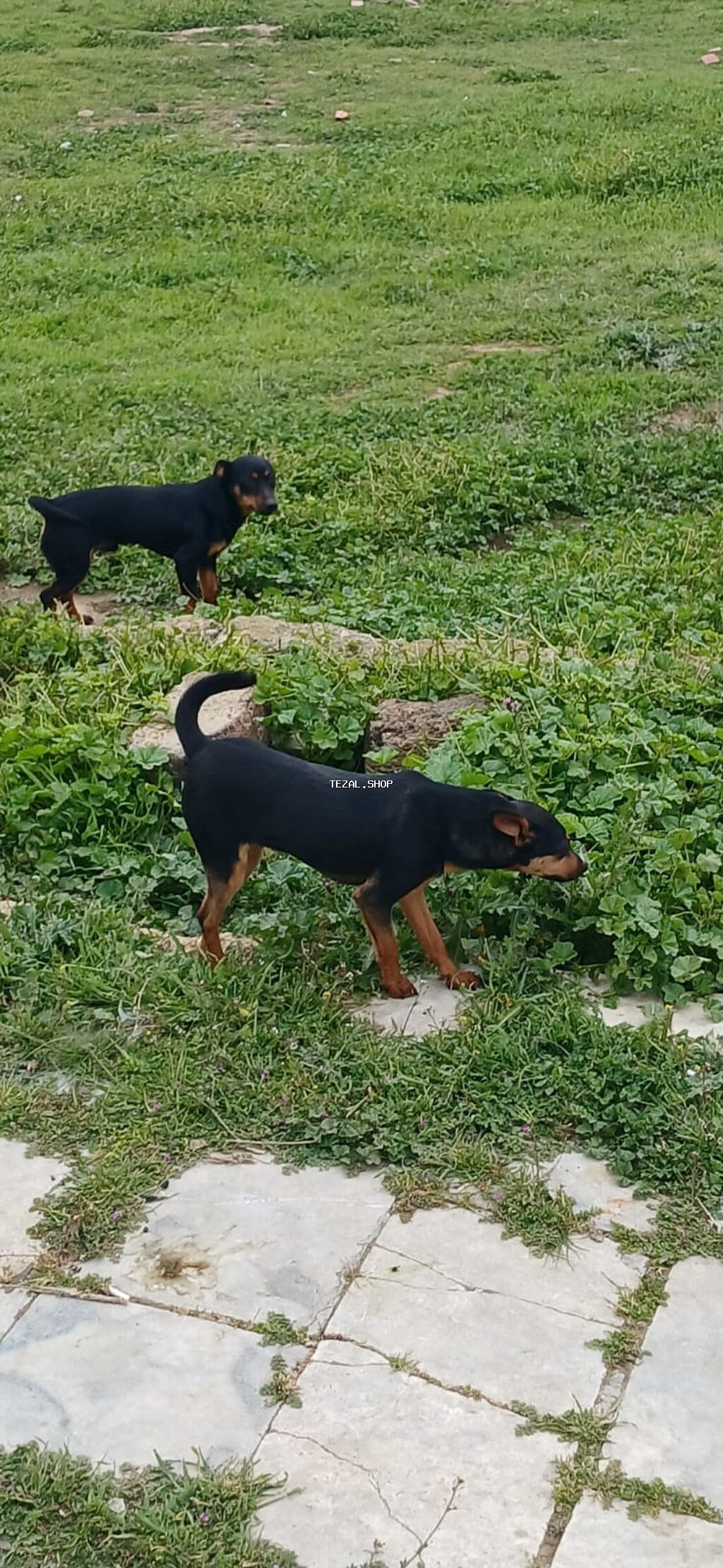 Miniatür pinçer, 7 ay, Erkek - şəkil 4