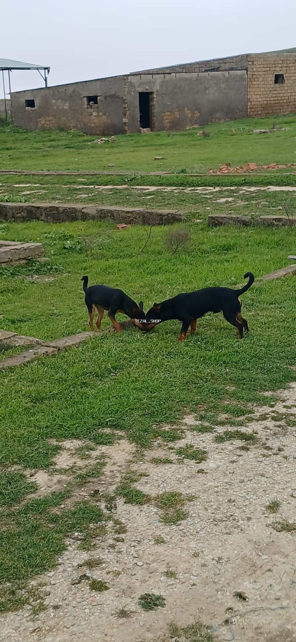 Miniatür pinçer, 7 ay, Erkek - şəkil 5