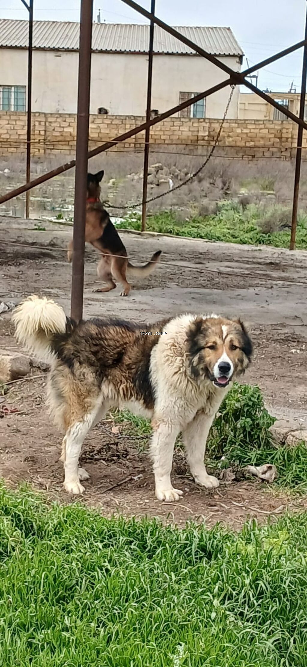 Qafqaz çoban iti, 1 il, Erkek