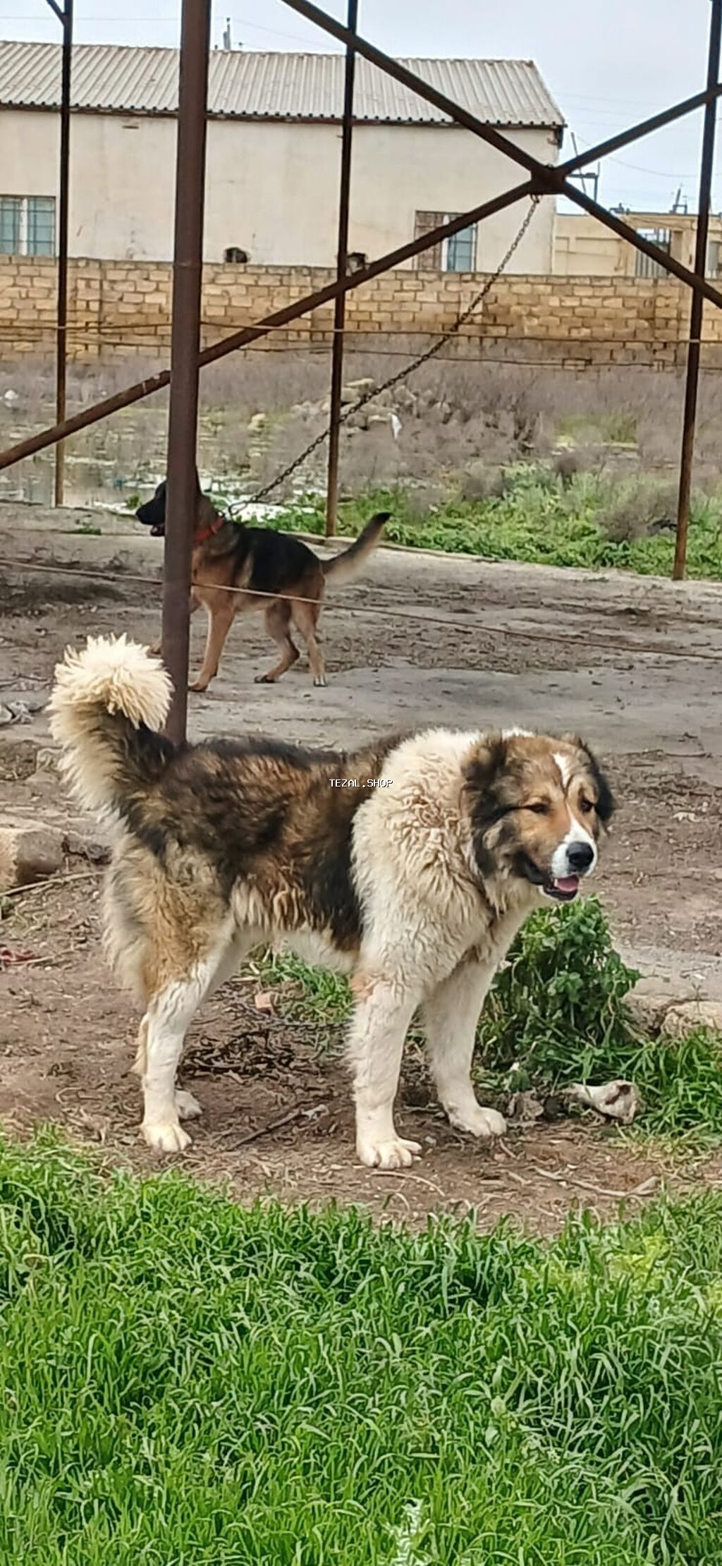 Qafqaz çoban iti, 1 il, Erkek - şəkil 2