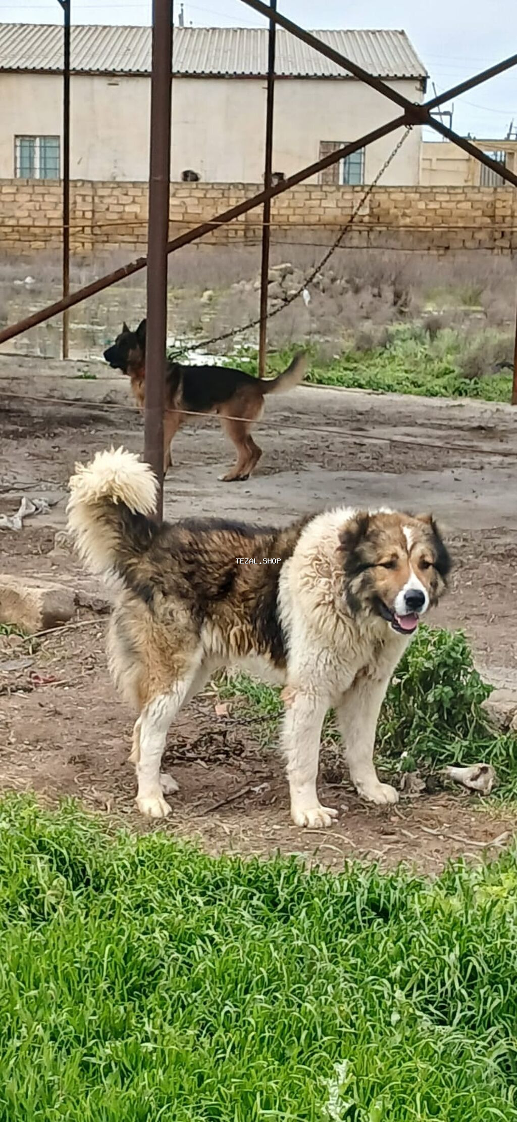 Qafqaz çoban iti, 1 il, Erkek - şəkil 3