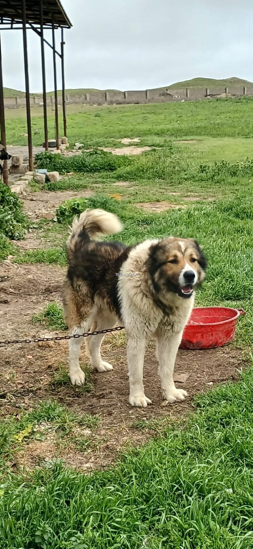 Qafqaz çoban iti, 1 il, Erkek - şəkil 4