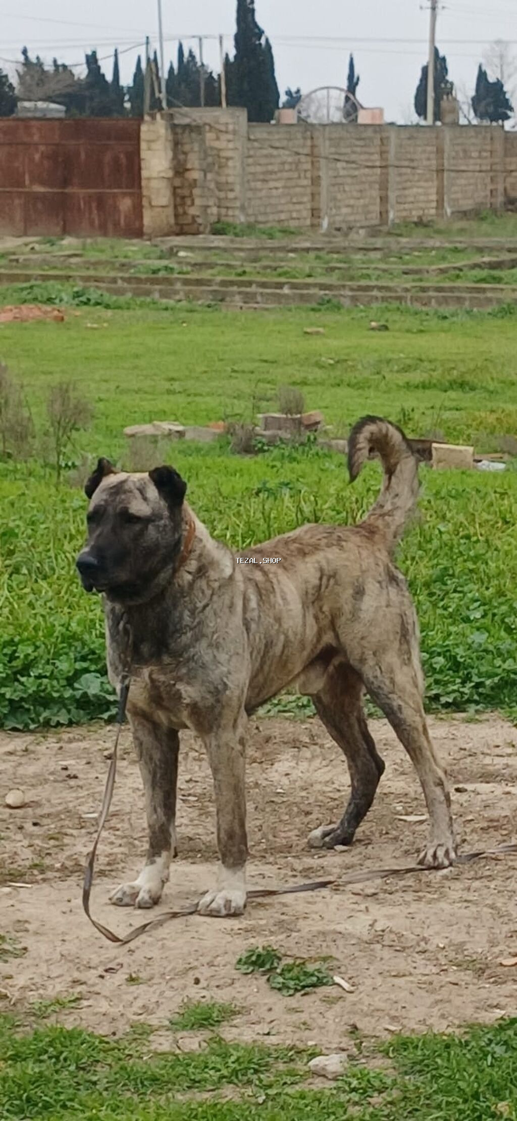 Qurdbasar, 2 il, Erkek, Peyvəndli