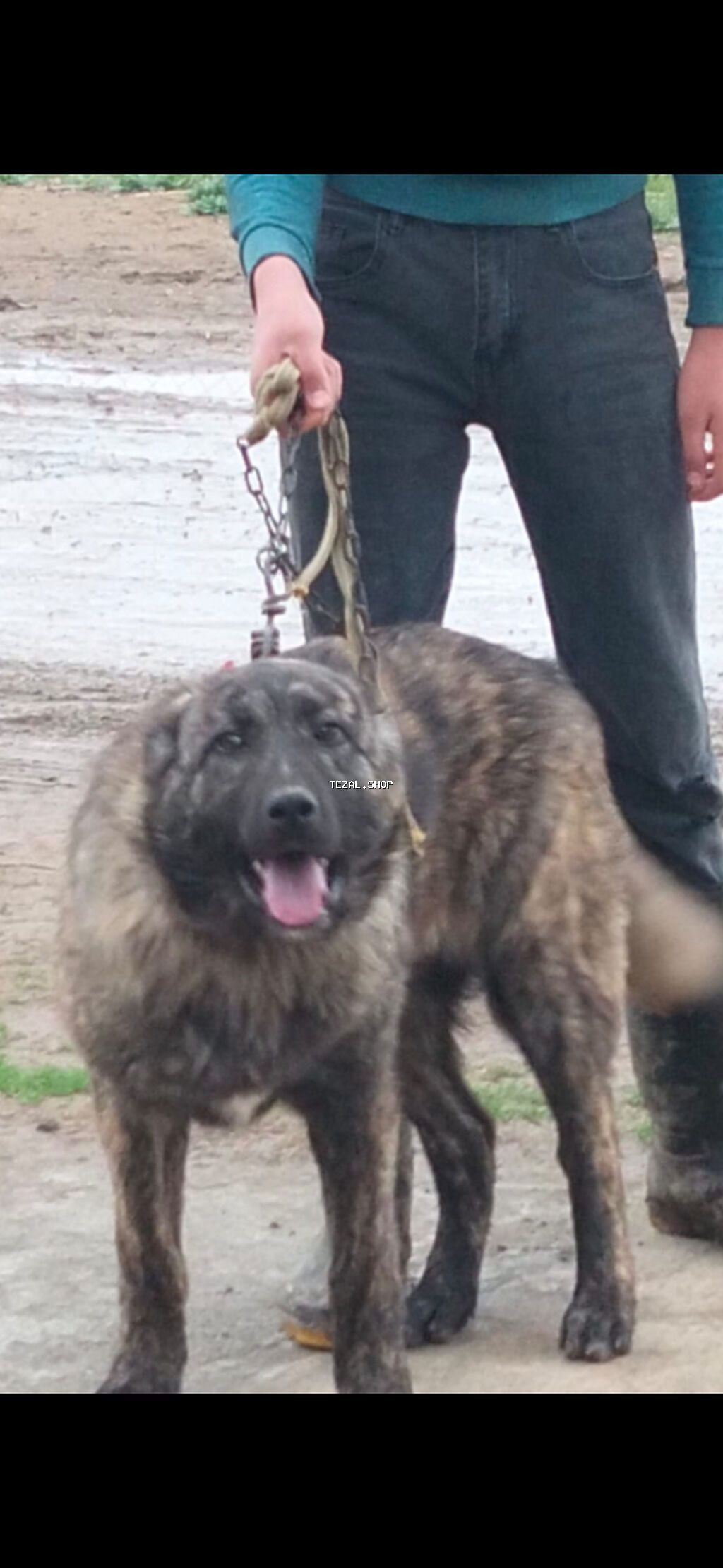 Alabay, 5 ay, Dişi, Peyvəndli, Ödənişli çatdırılma