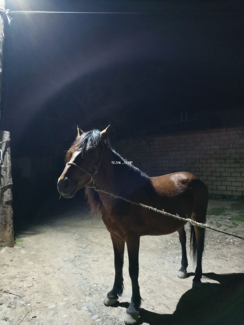 Atın 6 yaşı var yük atı di