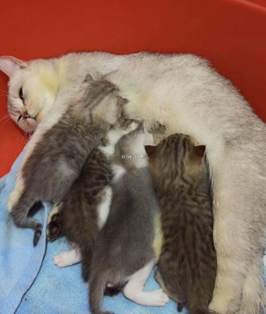 Tabbi, Erkək, Dişi, Ünvandan götürmə