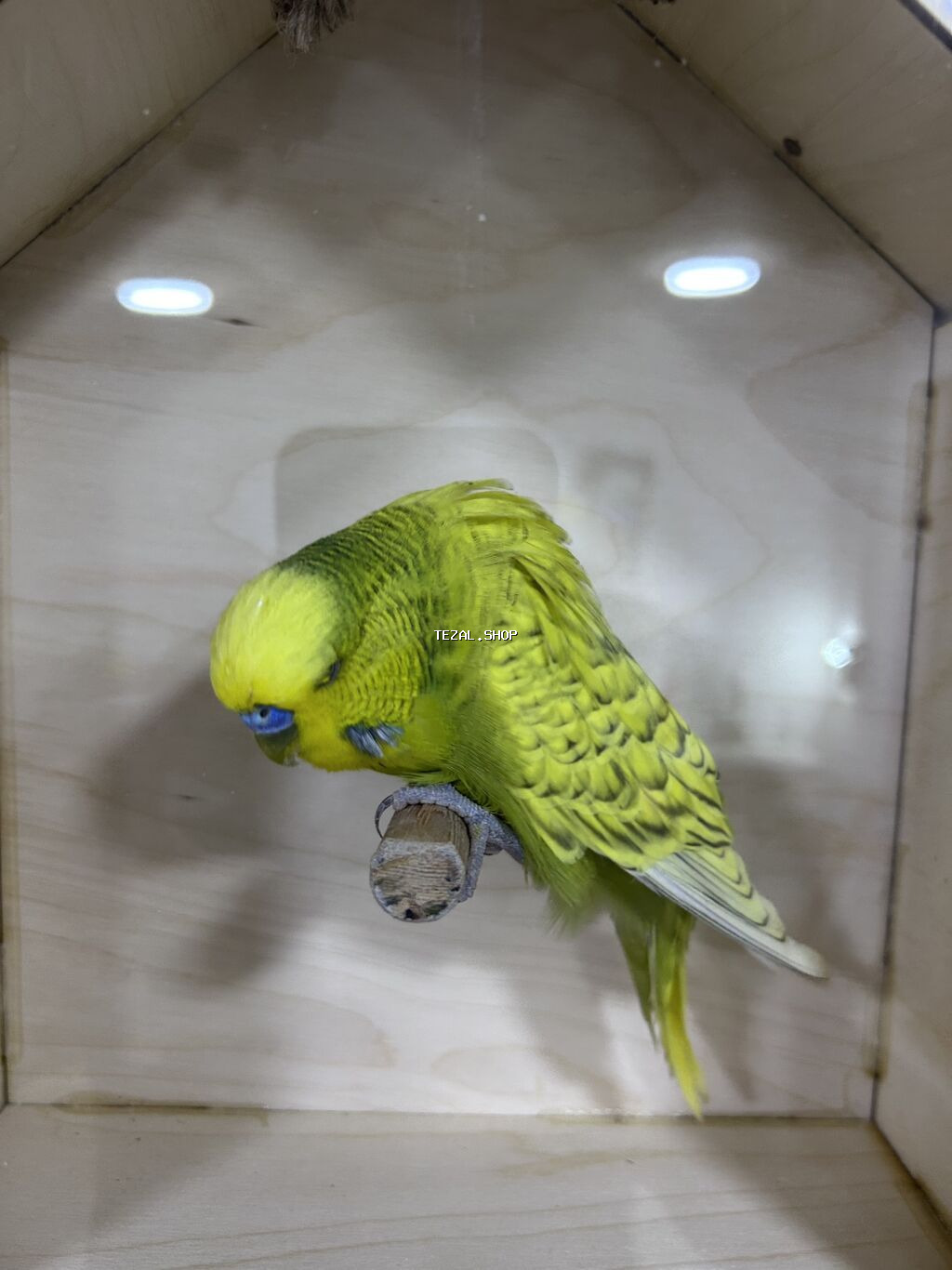 Salam . Jumbo erkək quşlar satılır hamısı hazır erkəylərdi çoxsu cütdə