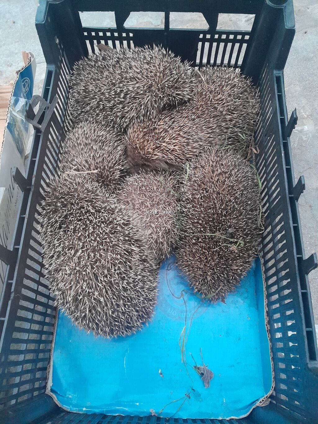 Satilir Reyal alan narahat etsin biri 15 azn ünvan sulutepenin dairesi