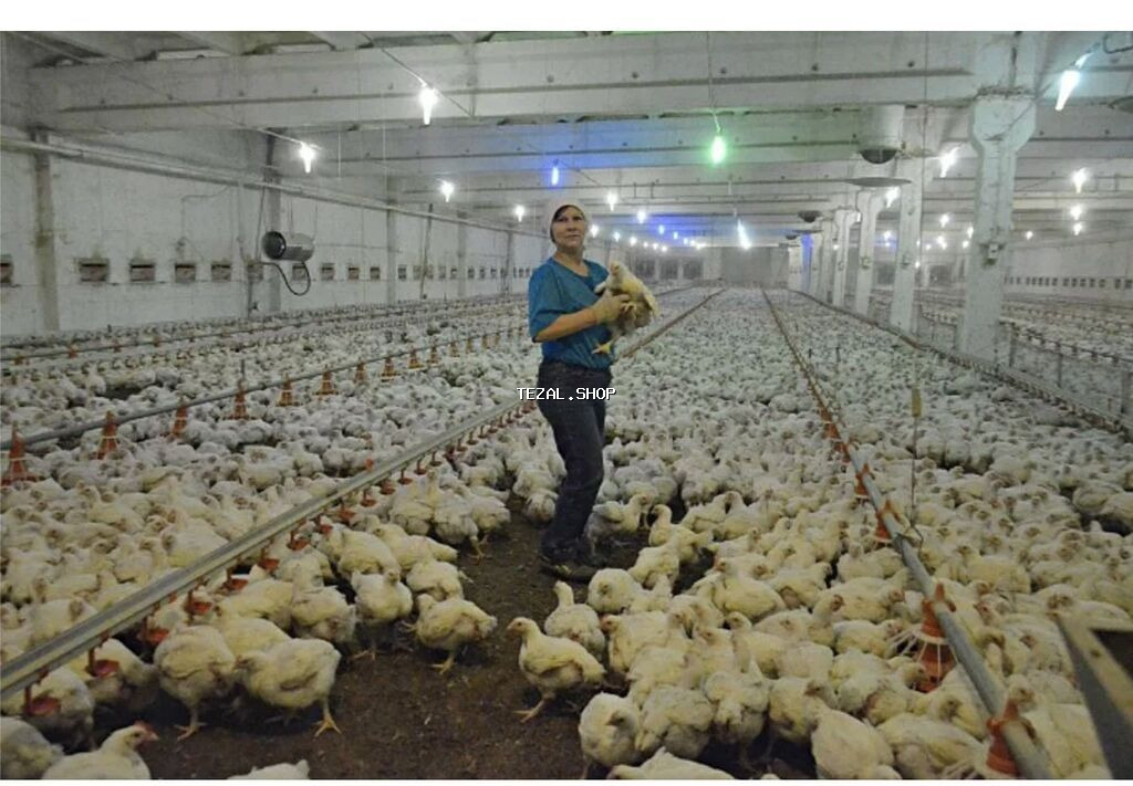 İsmayıllı rayonunda quşçuluq ferması və ev işləri üçün məsuliyyətli