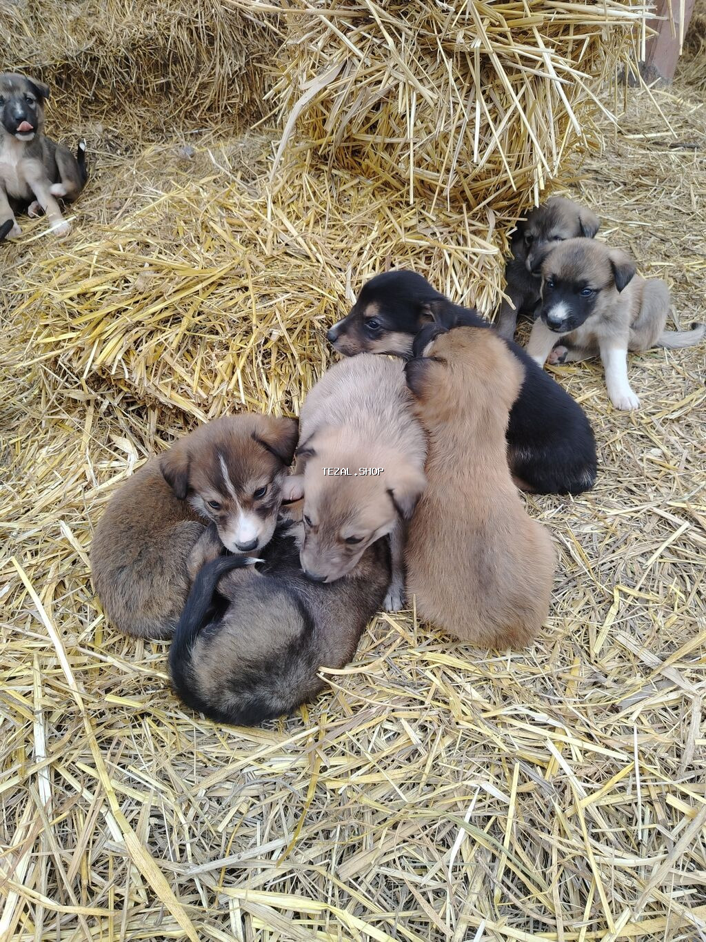 1 ay, Ünvandan götürmə