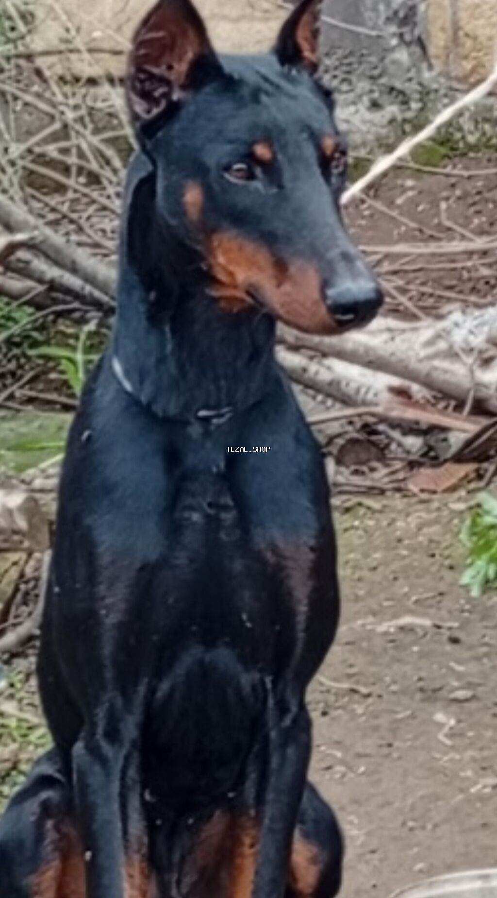 Salam 8 aylık disdi temiz cinsidi kim isdese buyursun boş boş adamlar
