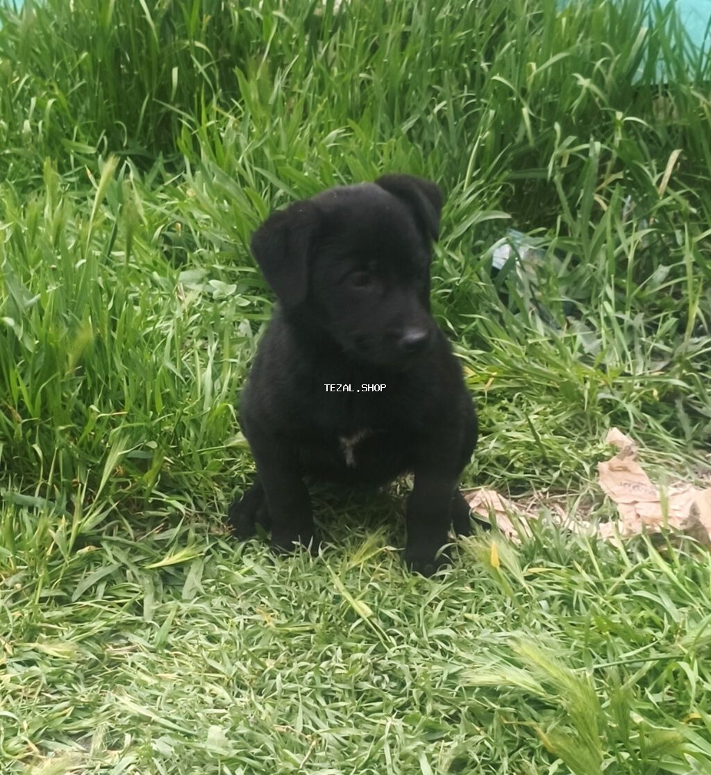 1 ay, Pulsuz çatdırılma