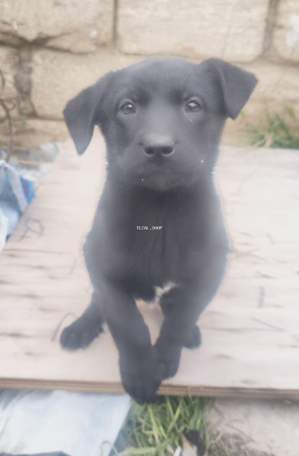 1 ay, Pulsuz çatdırılma - şəkil 2