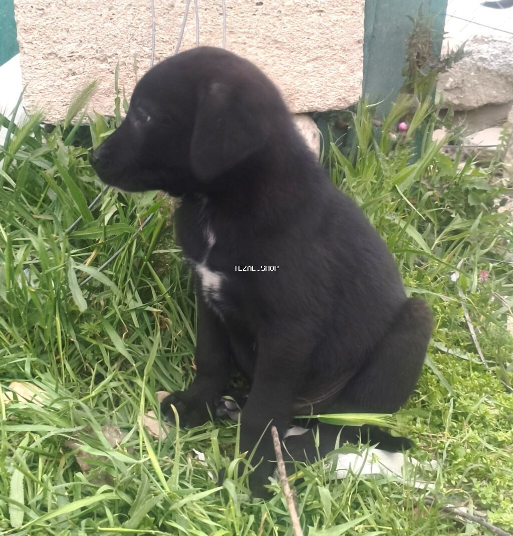 1 ay, Pulsuz çatdırılma - şəkil 4