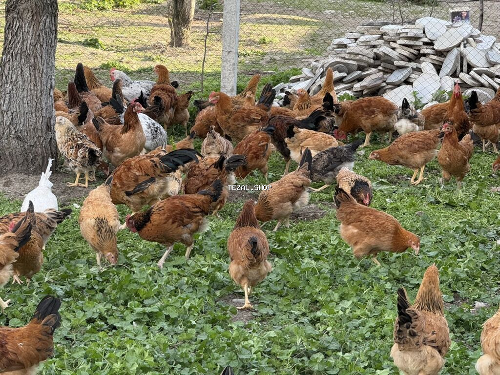 Təbii şəraitdə saxlanılan kənd toyuqları - Açıq havada, geniş həyət
