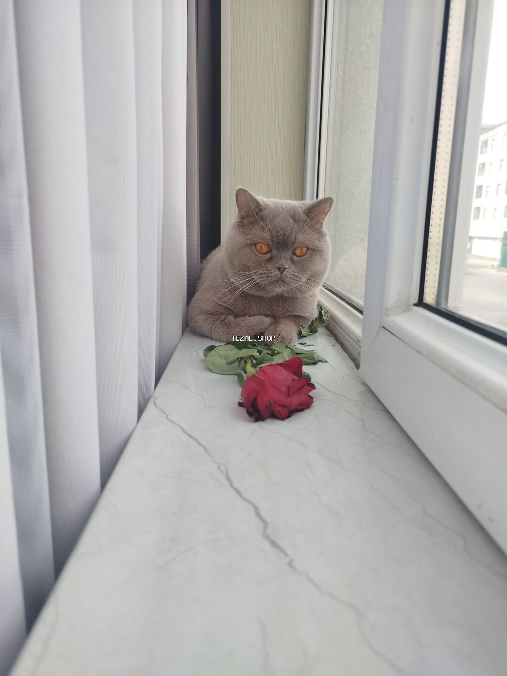 Britan, Erkək, Cütləşmə üçün