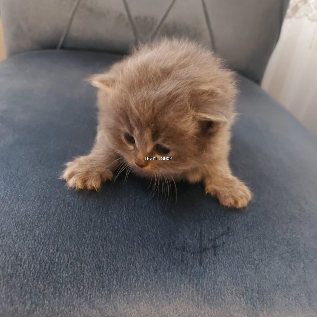 Britan yastı qulaq, Erkək, Dişi, Yaxşı əllərə, Ödənişli çatdırılma - şəkil 2