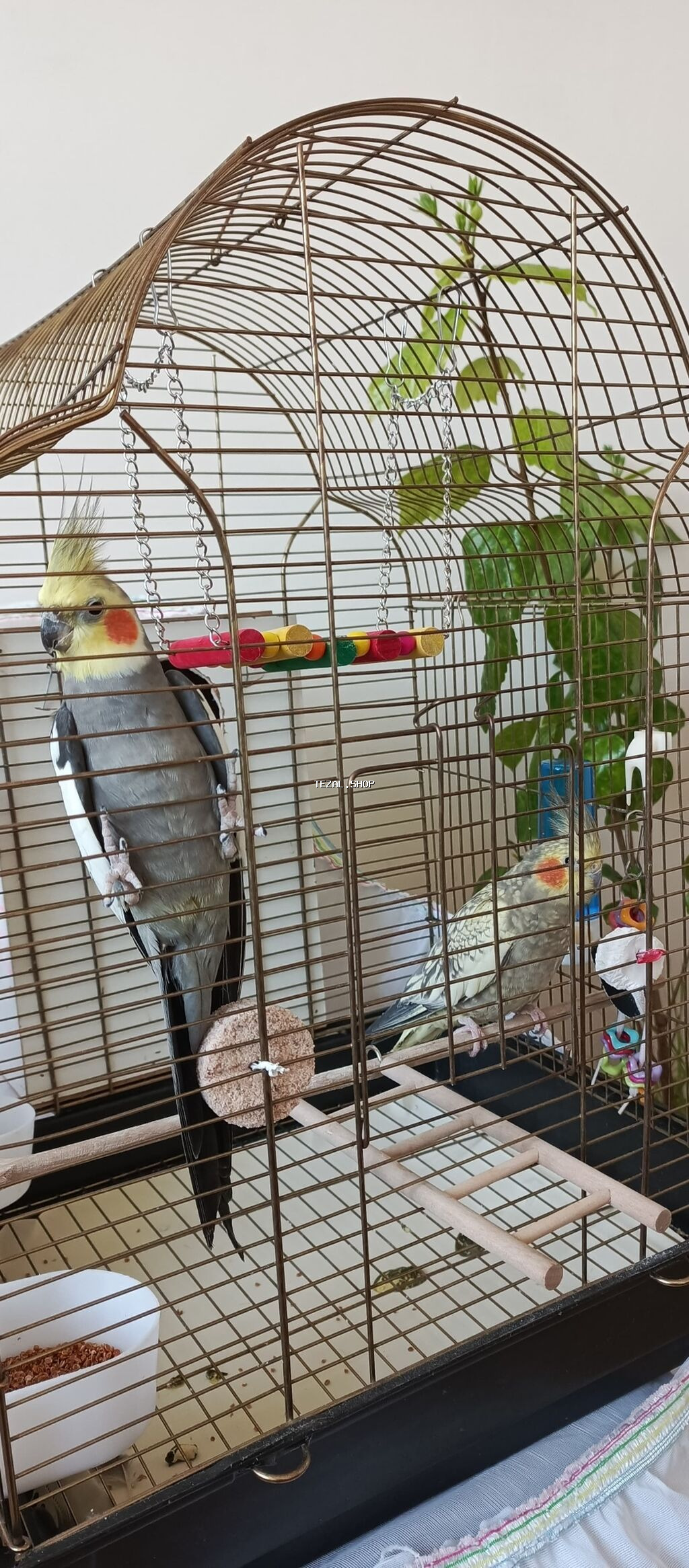 2 Koreya satılır. 1 dişi və 1 Erkək. tam saglamdırlar. qəfəslə və