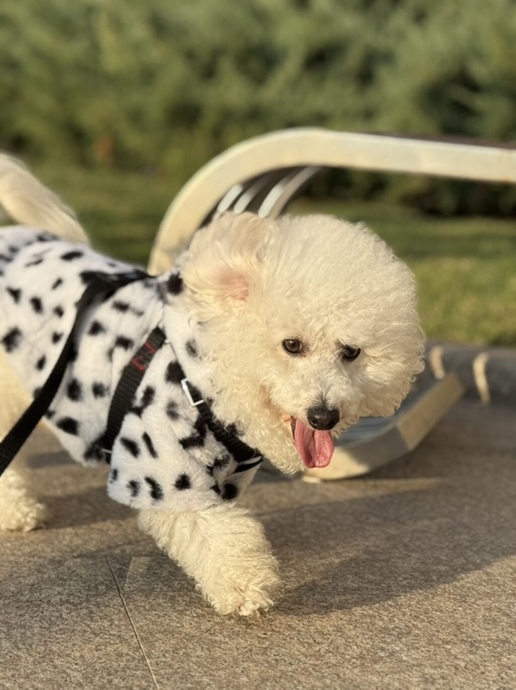 Cütləşdirmək üçün dişi axdarılır .Mini pudel ərkey 2yaş olacag Bütün