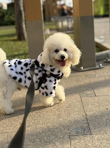 Cütləşdirmək üçün dişi axdarılır .Mini pudel ərkey 2yaş olacag Bütün - şəkil 3