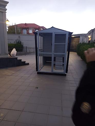 Toyuq hini # Toyuq yuvasi - şəkil 5