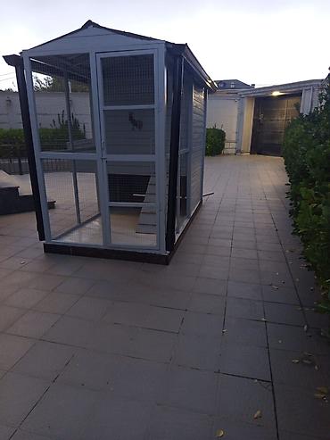 Toyuq hini # Toyuq yuvasi - şəkil 4