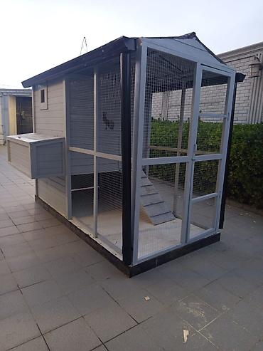 Toyuq hini # Toyuq yuvasi - şəkil 3