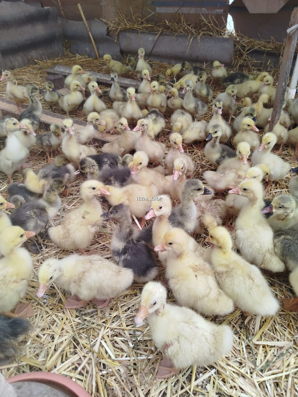 Melumat ucun zeng edin - şəkil 2