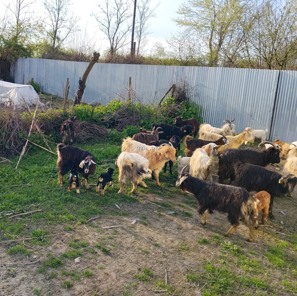 Satılır 17 Ana 17 bala əlavə məlumat üçün (051)318-72-12