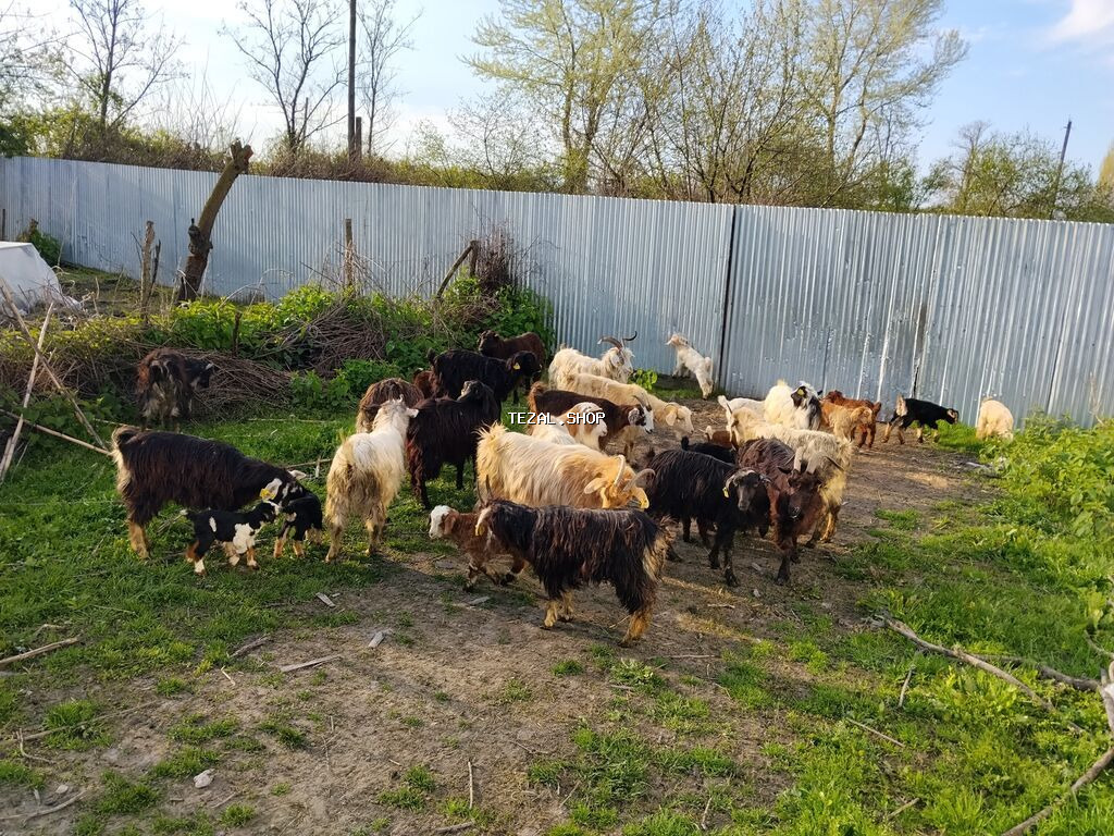 Satılır 17 Ana 17 bala əlavə məlumat üçün (051)318-72-12 - şəkil 2