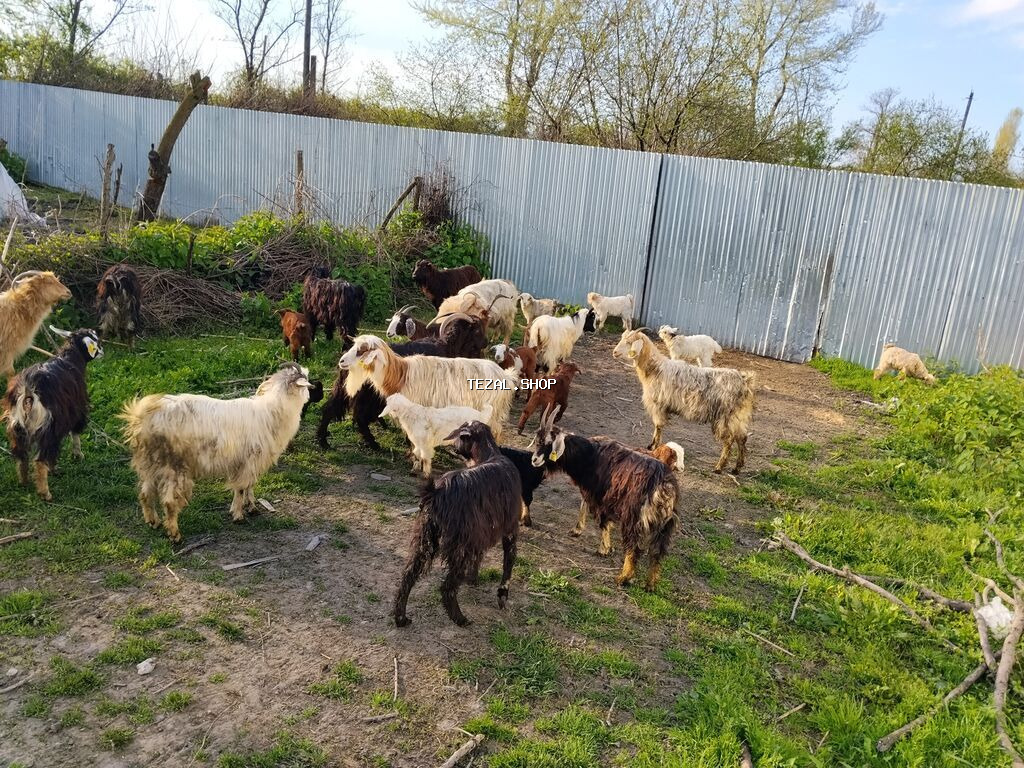 Satılır 17 Ana 17 bala əlavə məlumat üçün (051)318-72-12 - şəkil 3