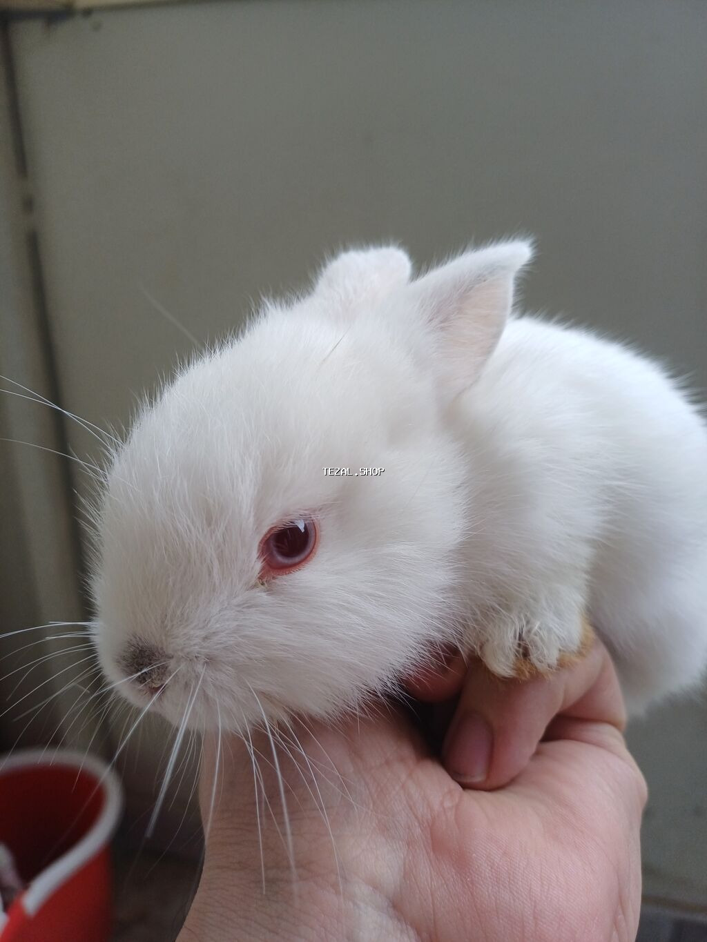 2 ədəd dovşan satılır baladırlar biri Erkək biri Dişidir birinin