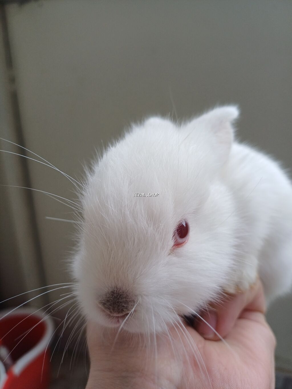 2 ədəd dovşan satılır baladırlar biri Erkək biri Dişidir birinin - şəkil 2
