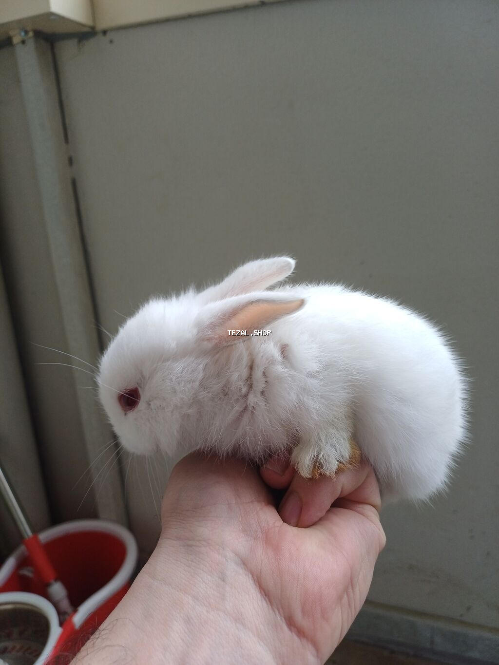 2 ədəd dovşan satılır baladırlar biri Erkək biri Dişidir birinin - şəkil 3