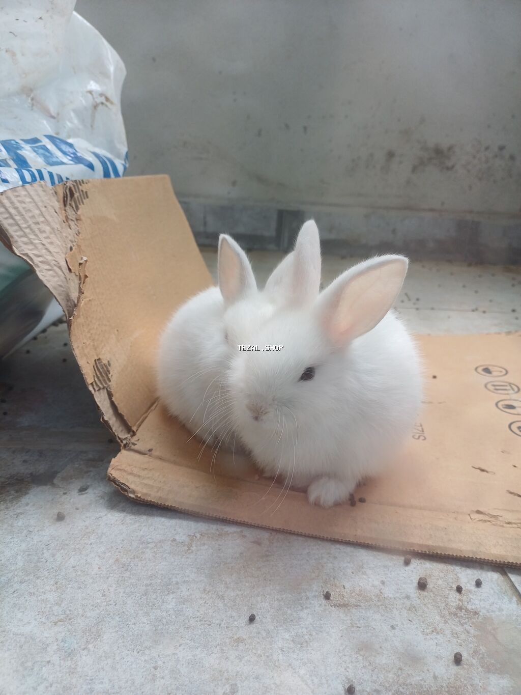 2 ədəd dovşan satılır baladırlar biri Erkək biri Dişidir birinin - şəkil 4