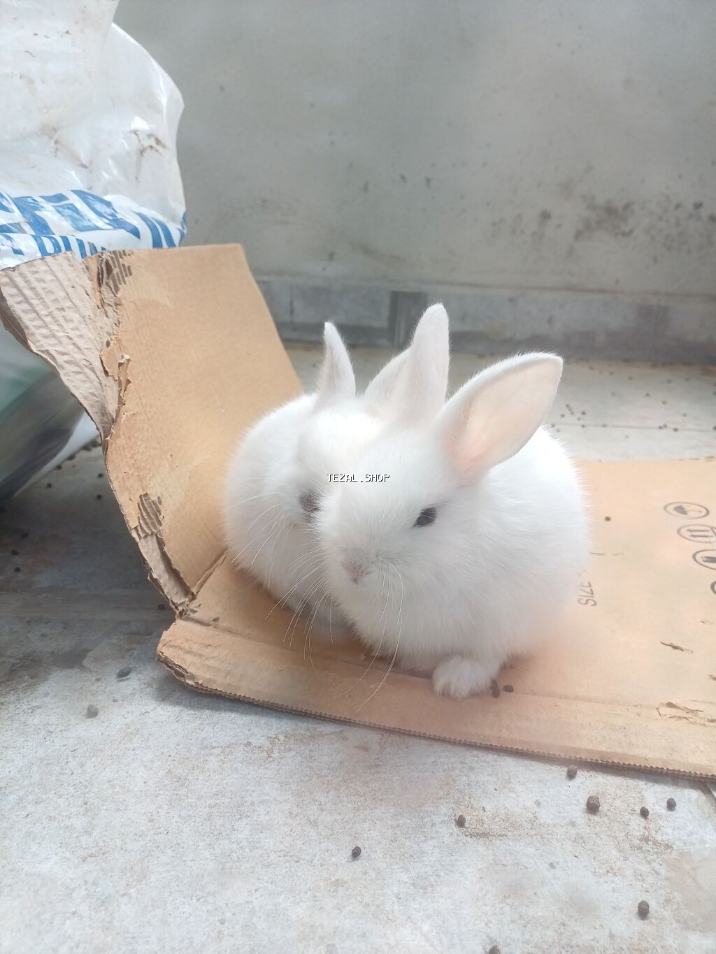 2 ədəd dovşan satılır baladırlar biri Erkək biri Dişidir birinin - şəkil 5