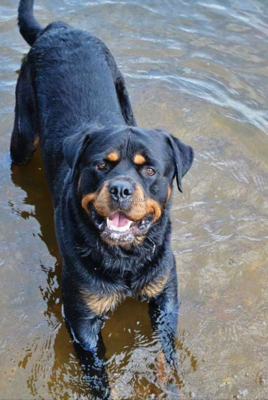 Rotveyler, 2 il - şəkil 2