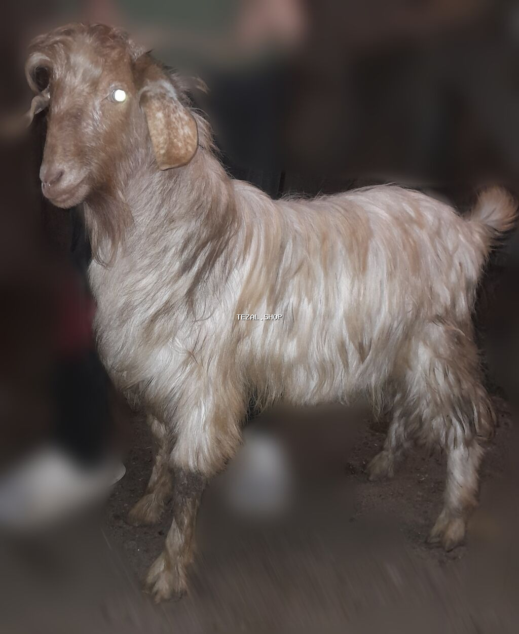 Salam keçiləri satıram. 1-i 250 manatdan. Çəpişlərdə var istəyən olsa