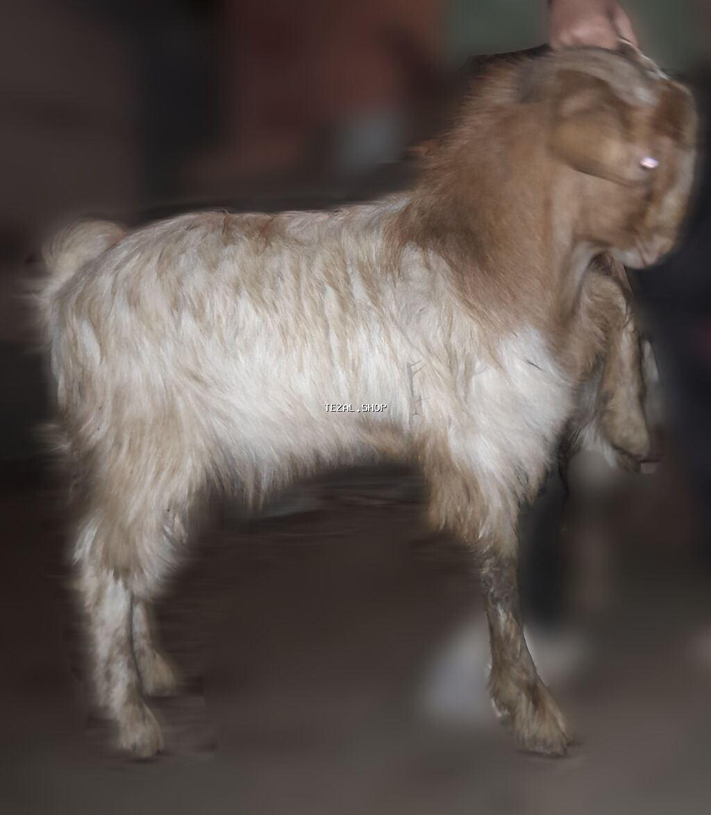 Salam keçiləri satıram. 1-i 250 manatdan. Çəpişlərdə var istəyən olsa - şəkil 2