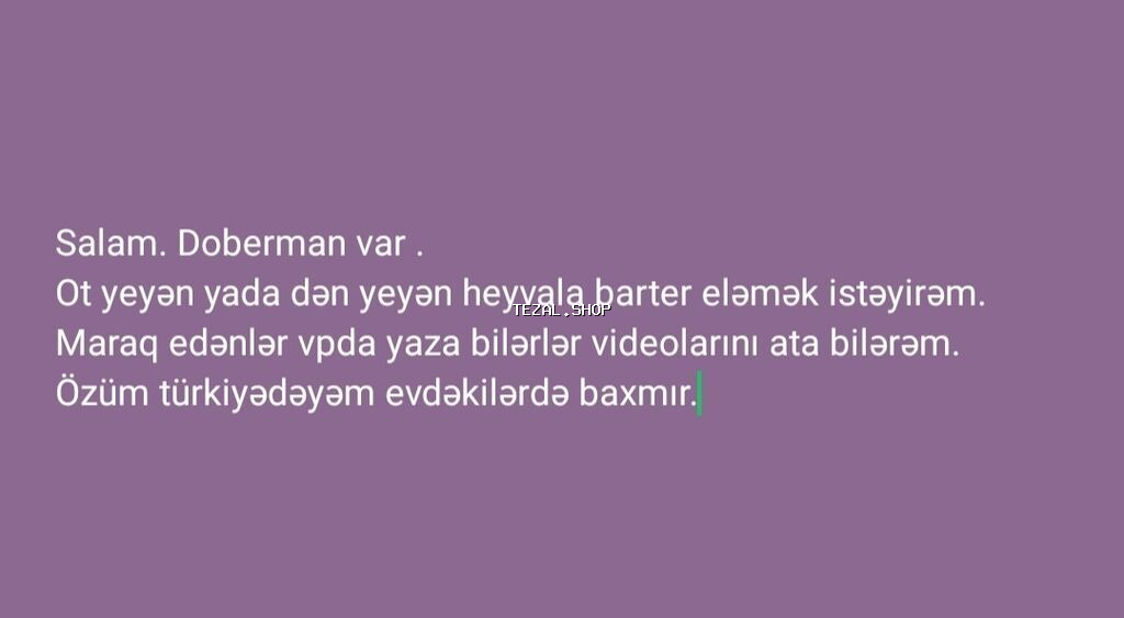 Doberman, 2 il, Erkek, Peyvəndli, Ödənişli çatdırılma