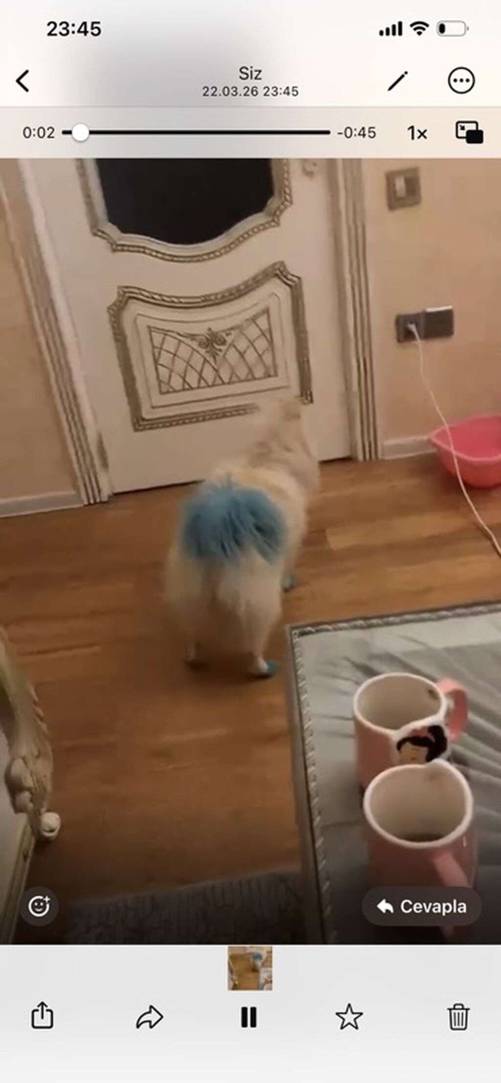 İt üçün rəngləmə xidməti – təhlükəsiz, yarı-müvəqqəti boyama - Ev