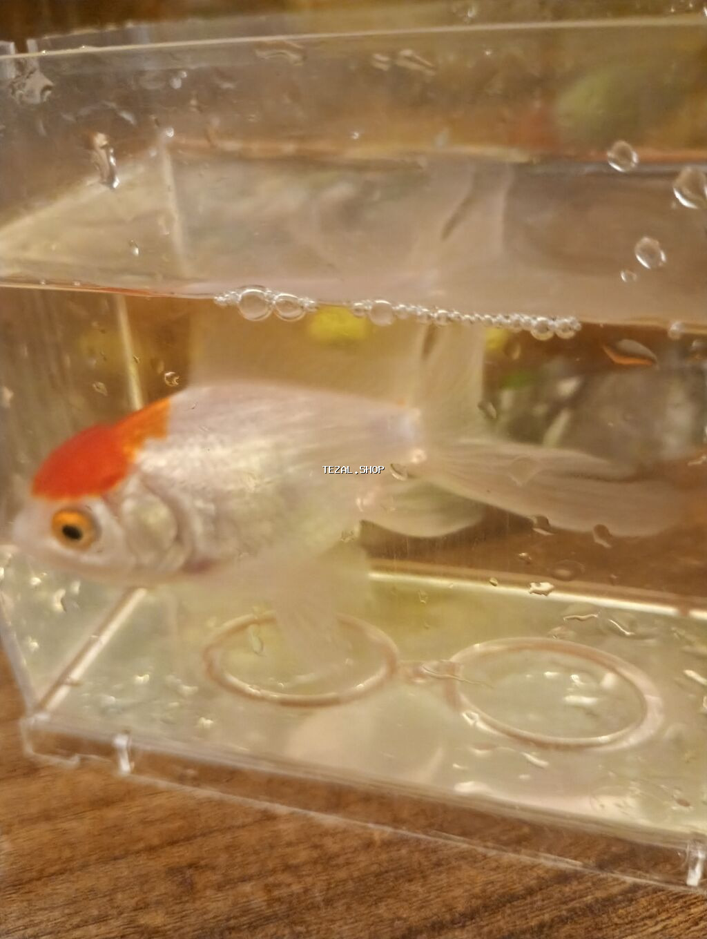 Oranda, Sülhsevər - şəkil 2