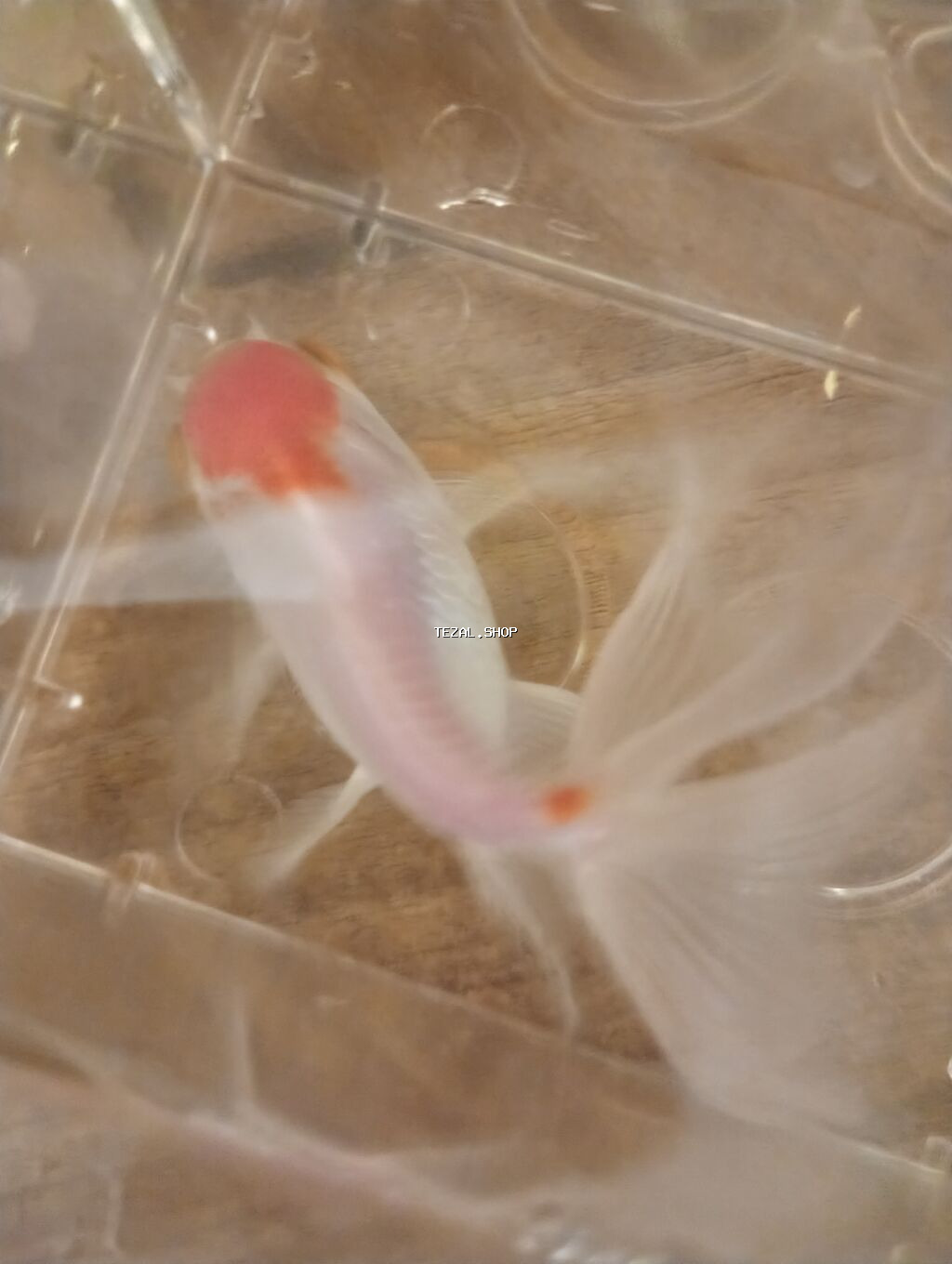 Oranda, Sülhsevər - şəkil 3