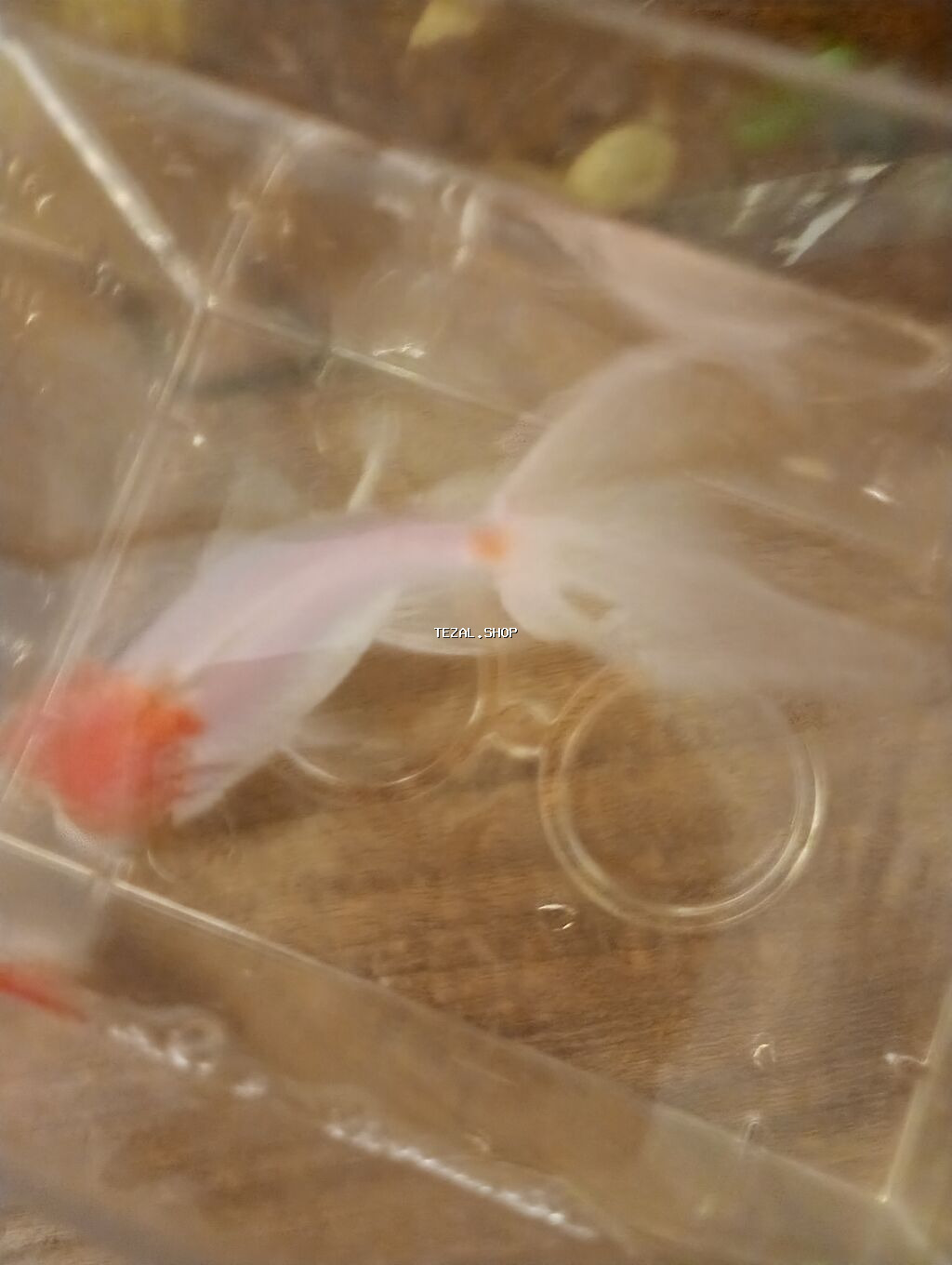 Oranda, Sülhsevər - şəkil 4