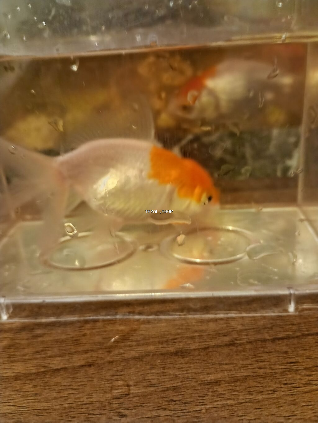 Oranda, Sülhsevər - şəkil 5